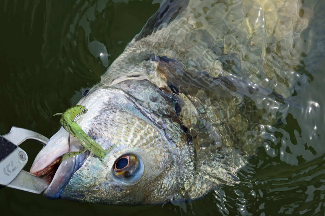 |【もりぞーのチニング全国行脚】界隈をざわつかせる新商品続々!「DAIWAの本気を感じさせるアイテムに期待!」