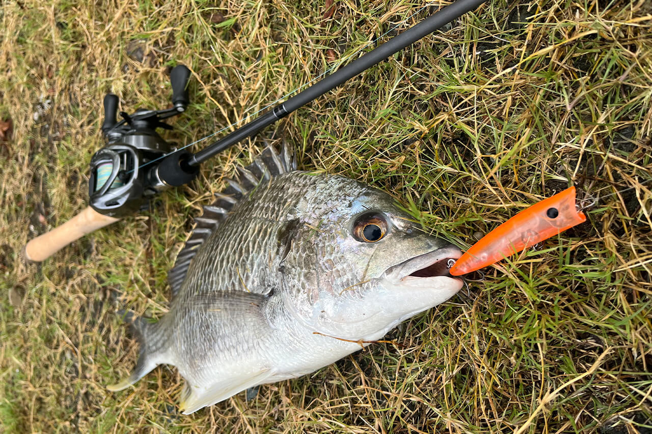 |出るか? 出ないか? その一瞬に賭ける! ヤミツキな釣り人も多数な「チヌトップ」の魅力とは?