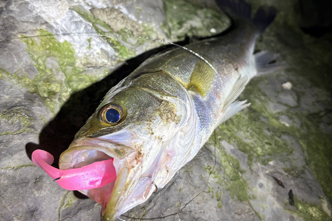 |驚異の食わせ能力。釣れた魚の半分以上が“丸呑み”。新ジャンルのシーバスルアーの実釣性能とは?