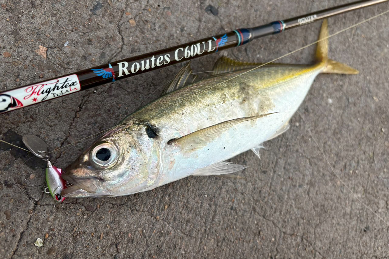 |オーストラリアでアジの呼び方って知ってる? シドニーでアジングをしてみた結果…。