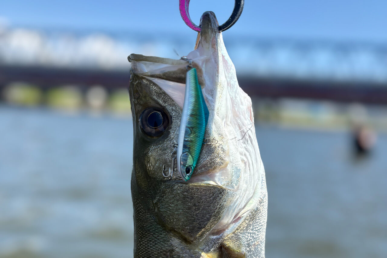 |「全身全霊でオススメです」デイゲームもナイトゲームも。この2つのルアーを使い分けてみてください。