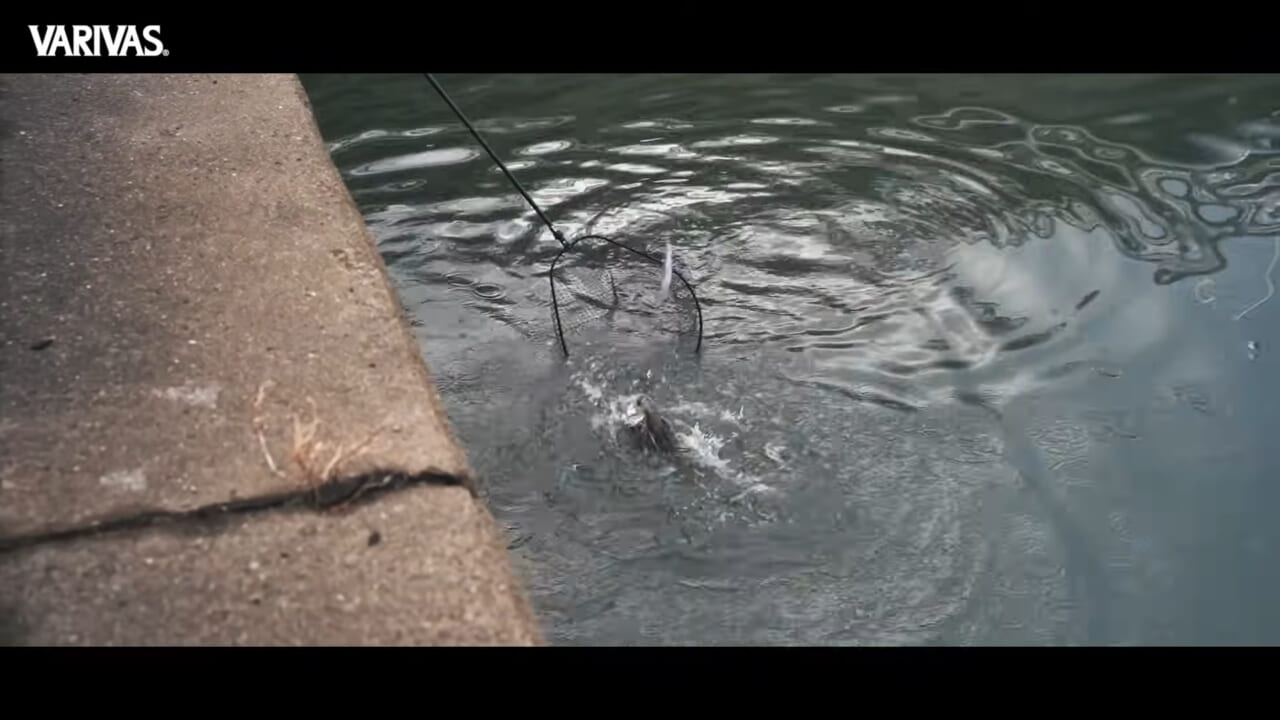 |極寒デイゲーム!マイクロベイトをヒントにビッグベイトゲームを成立させる読み、道具、テクニック