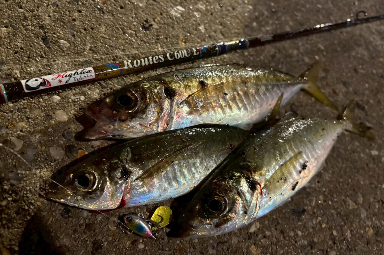 |オーストラリアでアジの呼び方って知ってる? シドニーでアジングをしてみた結果…。