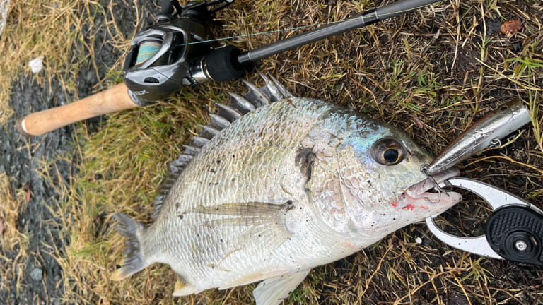 出るか？ 出ないか？ その一瞬に賭ける！ ヤミツキな釣り人も多数な「チヌトップ」の魅力とは？