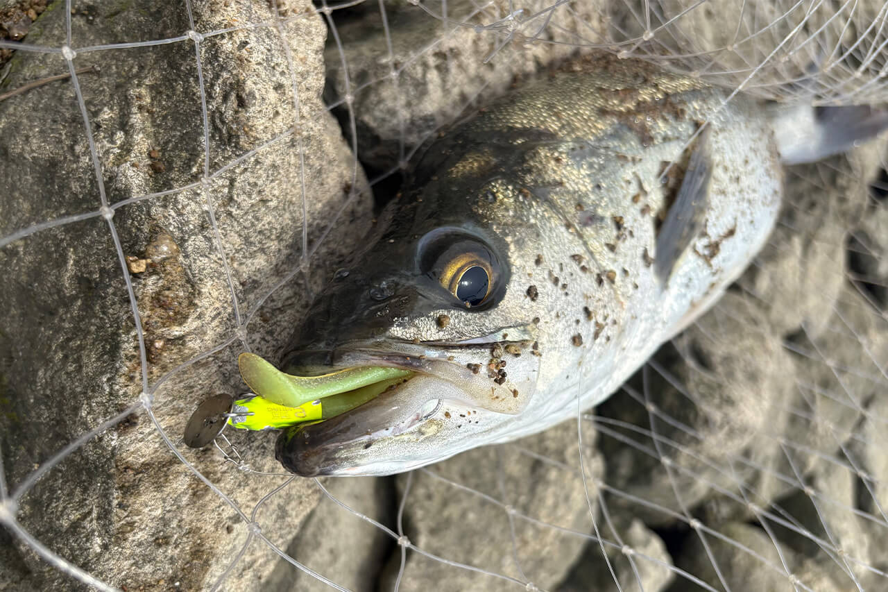 |驚異の食わせ能力。釣れた魚の半分以上が“丸呑み”。新ジャンルのシーバスルアーの実釣性能とは?