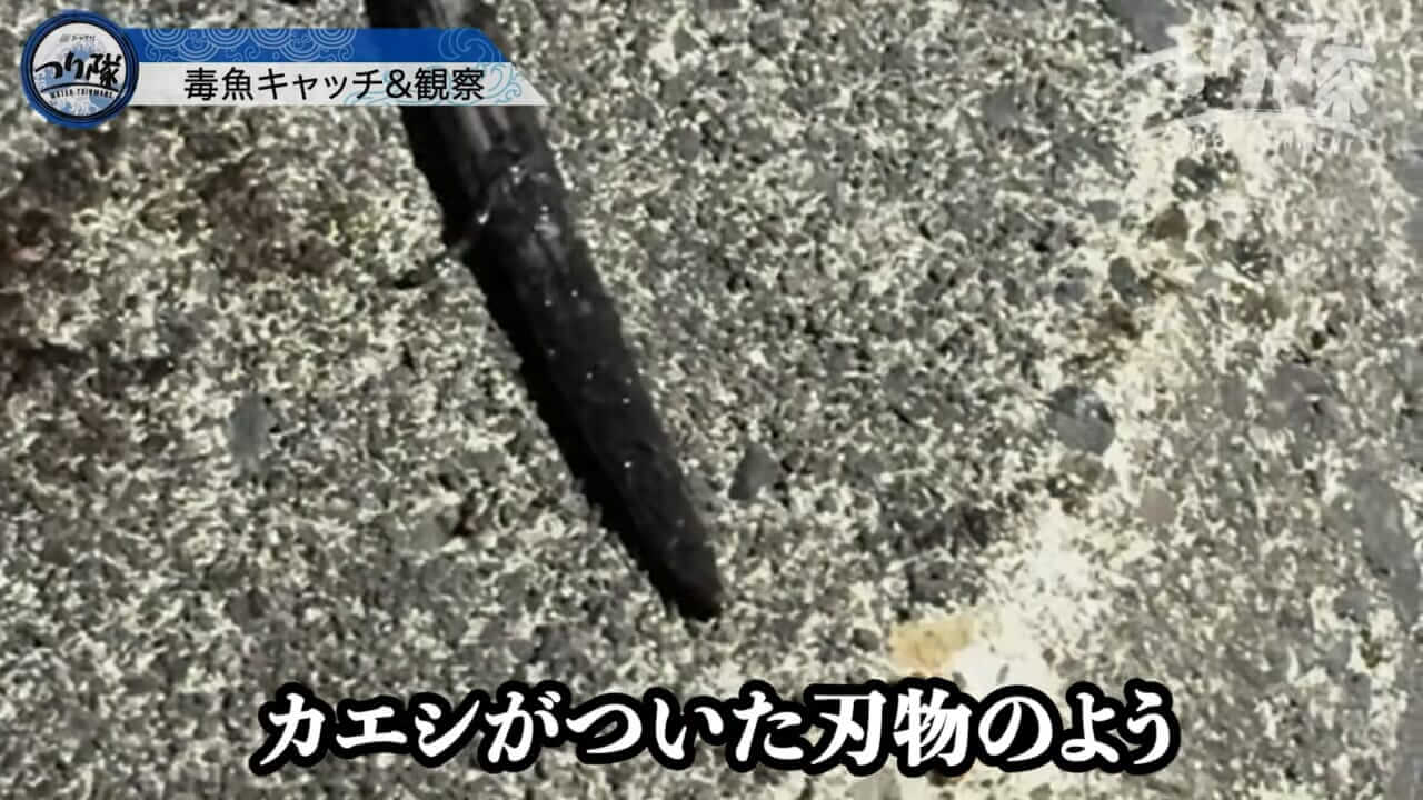 ｜「怖い！怖い！」「うわ、強すぎ」刺されたら命の危険も。毒針をもつ“身近な毒魚”を釣って食べてみたら…。気になる味はまさかの？ 「不思議な甘みが…」