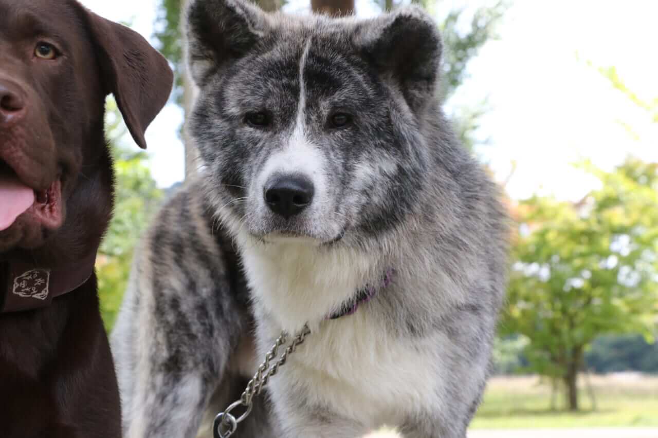 ｜【ビッグフィッシュ降臨!?】トップウォーター最強決定戦 第2回 TOP ONEに潜入取材!!