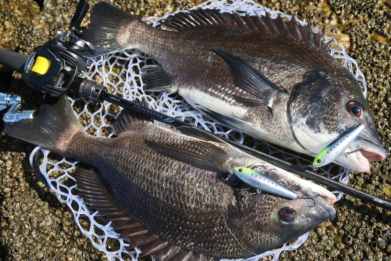 |【もりぞーのチニング全国行脚】界隈をざわつかせる新商品続々!「DAIWAの本気を感じさせるアイテムに期待!」