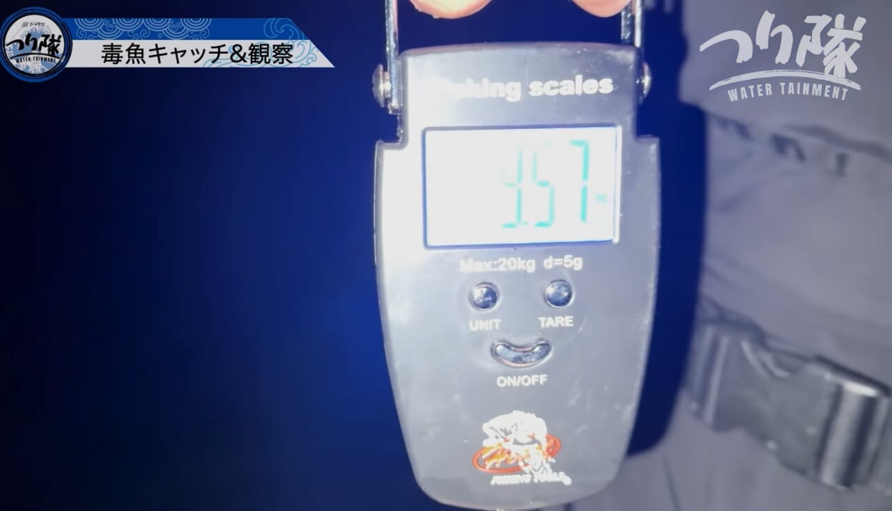 ｜「怖い！怖い！」「うわ、強すぎ」刺されたら命の危険も。毒針をもつ“身近な毒魚”を釣って食べてみたら…。気になる味はまさかの？ 「不思議な甘みが…」