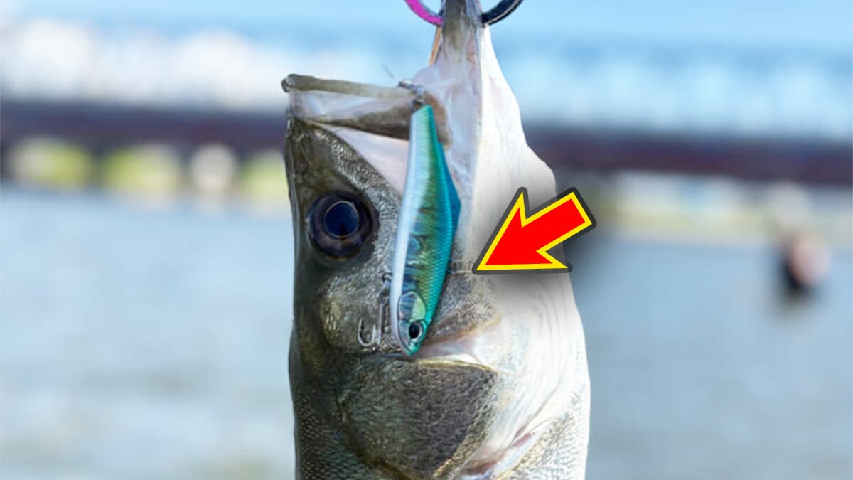 |「全身全霊でオススメです」デイゲームもナイトゲームも。この2つのルアーを使い分けてみてください。