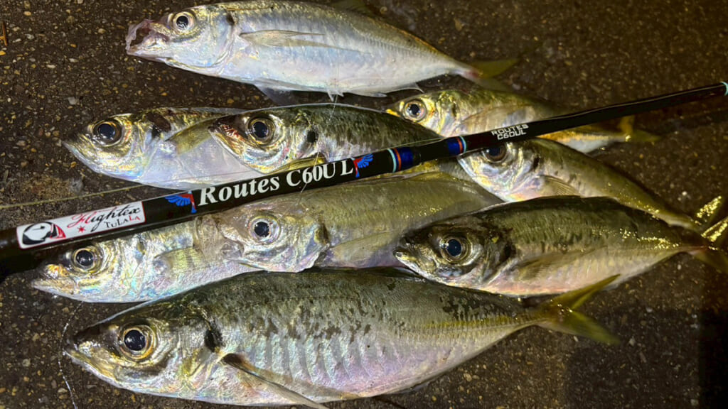 |オーストラリアでアジの呼び方って知ってる? シドニーでアジングをしてみた結果…。