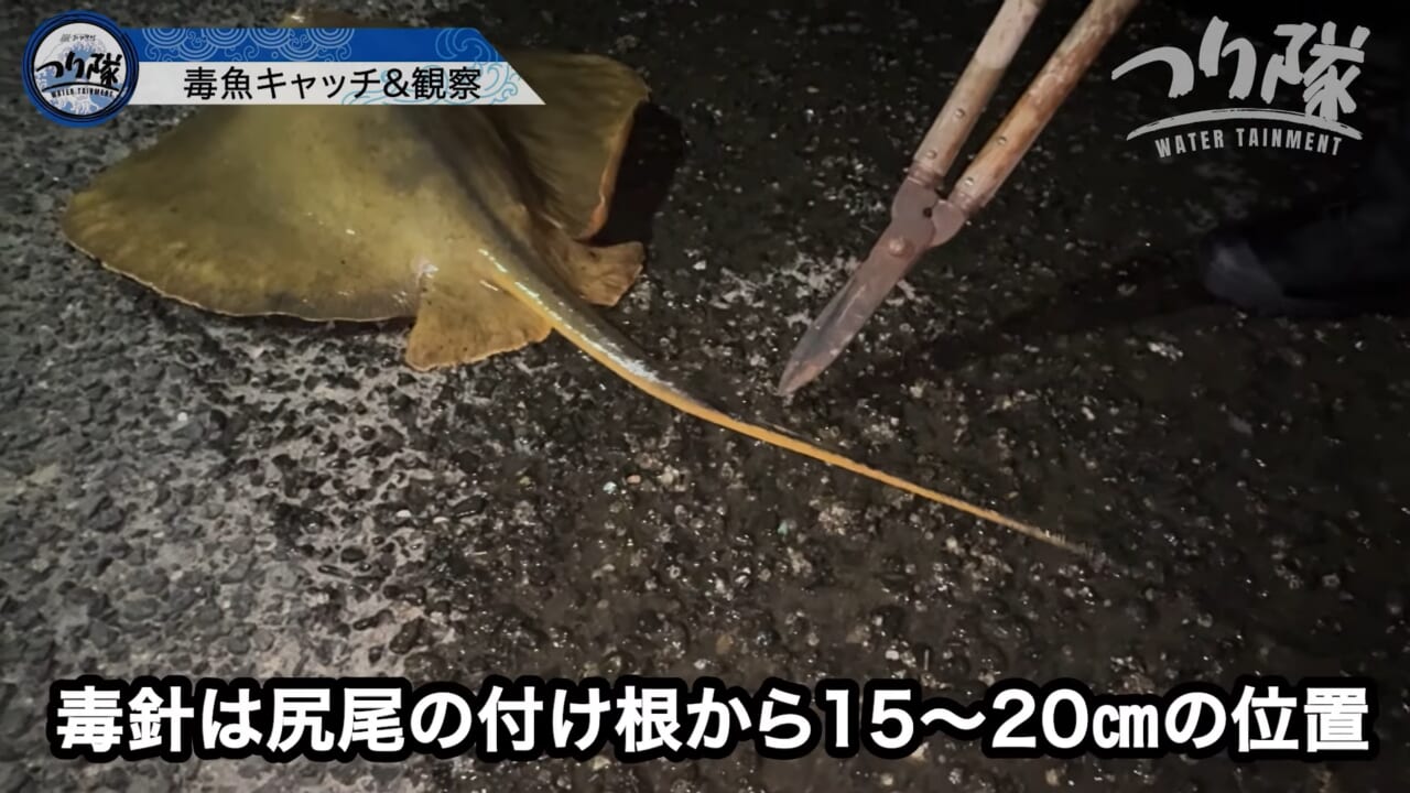 ｜「怖い！怖い！」「うわ、強すぎ」刺されたら命の危険も。毒針をもつ“身近な毒魚”を釣って食べてみたら…。気になる味はまさかの？ 「不思議な甘みが…」