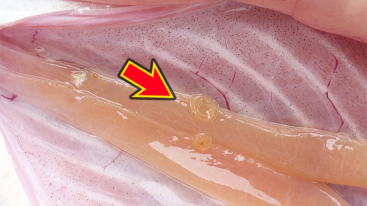 |食中毒の発生原因ランキング、3位は『ウイルス』、2位は『細菌』。まさかの第1位は…?「やっぱりコイツだったのか」