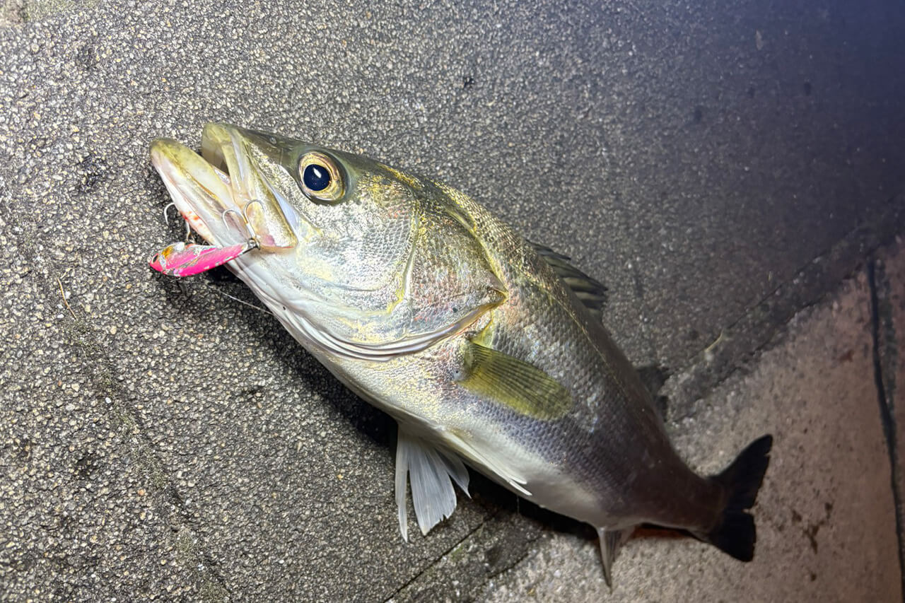 |コスパ良しの必殺ルアー!秋の東京湾攻略の奥の手投入でシーバスゲット!【週刊!東京湾シーバス情報】