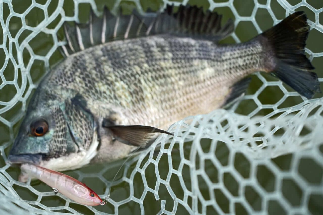 |【もりぞーのチニング全国行脚】界隈をざわつかせる新商品続々!「DAIWAの本気を感じさせるアイテムに期待!」