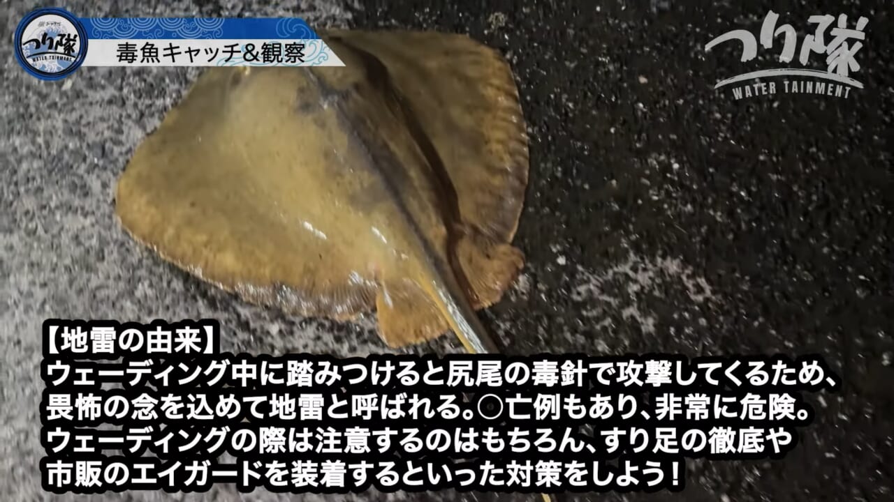 |「怖い!怖い!」「うわ、強すぎ」刺されたら命の危険も。毒針をもつ“身近な毒魚”を釣って食べてみたら…。気になる味はまさかの? 「不思議な甘みが…」