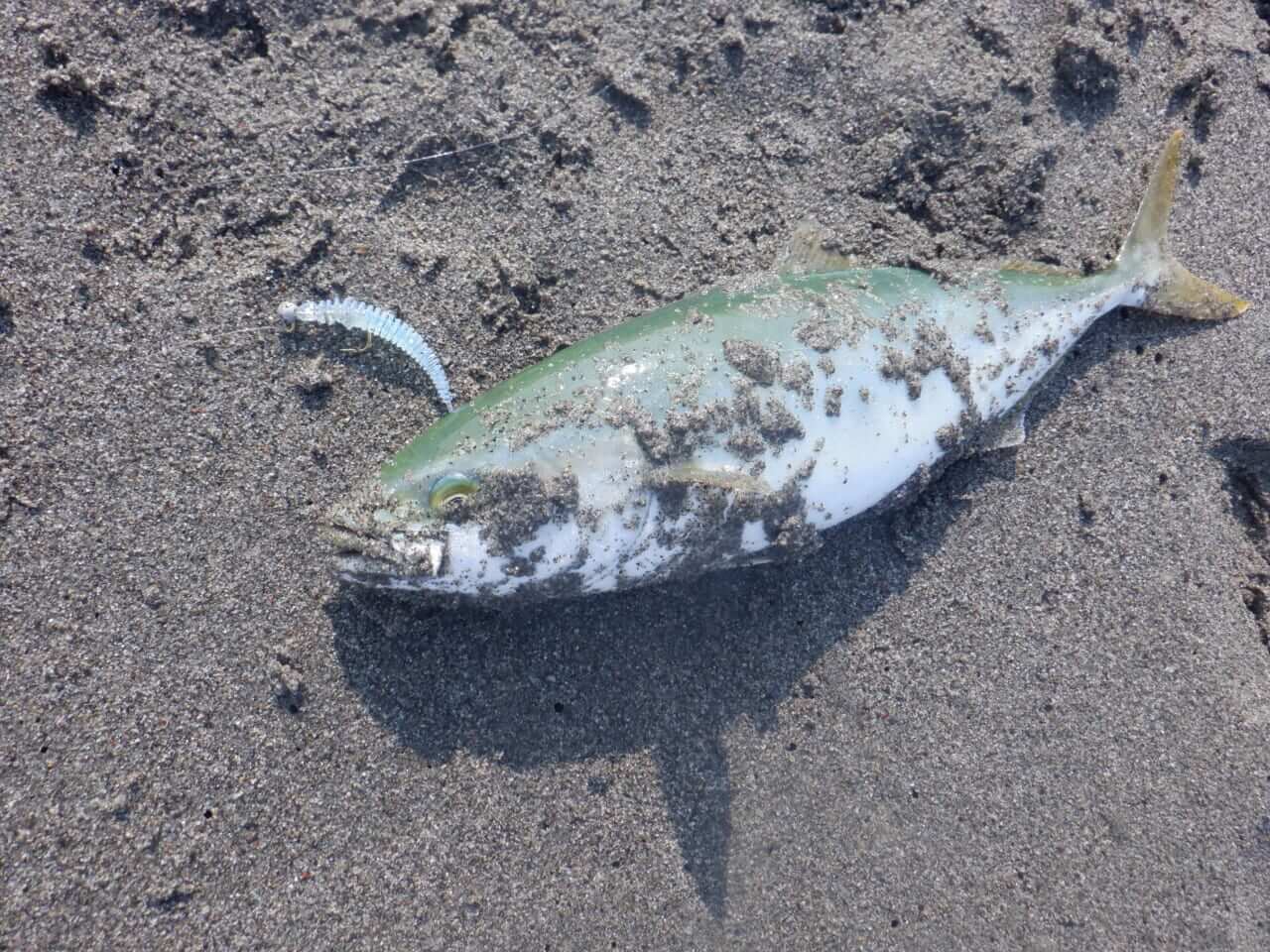 ｜アジは死滅回遊魚だった⁉アジングのプロが考える北海道のアジ事情【今日もいいチョーシ】