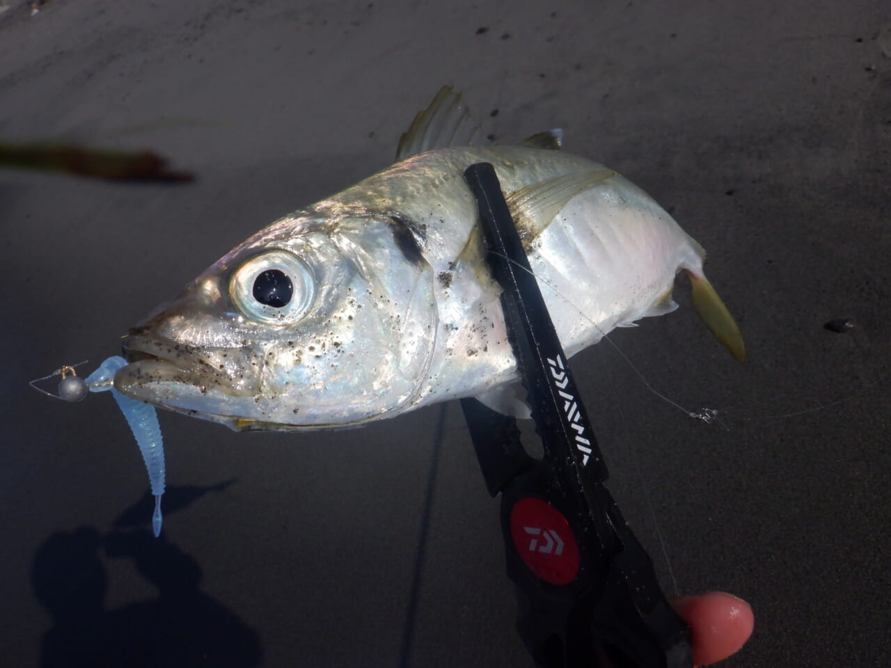 ｜アジは死滅回遊魚だった⁉アジングのプロが考える北海道のアジ事情【今日もいいチョーシ】