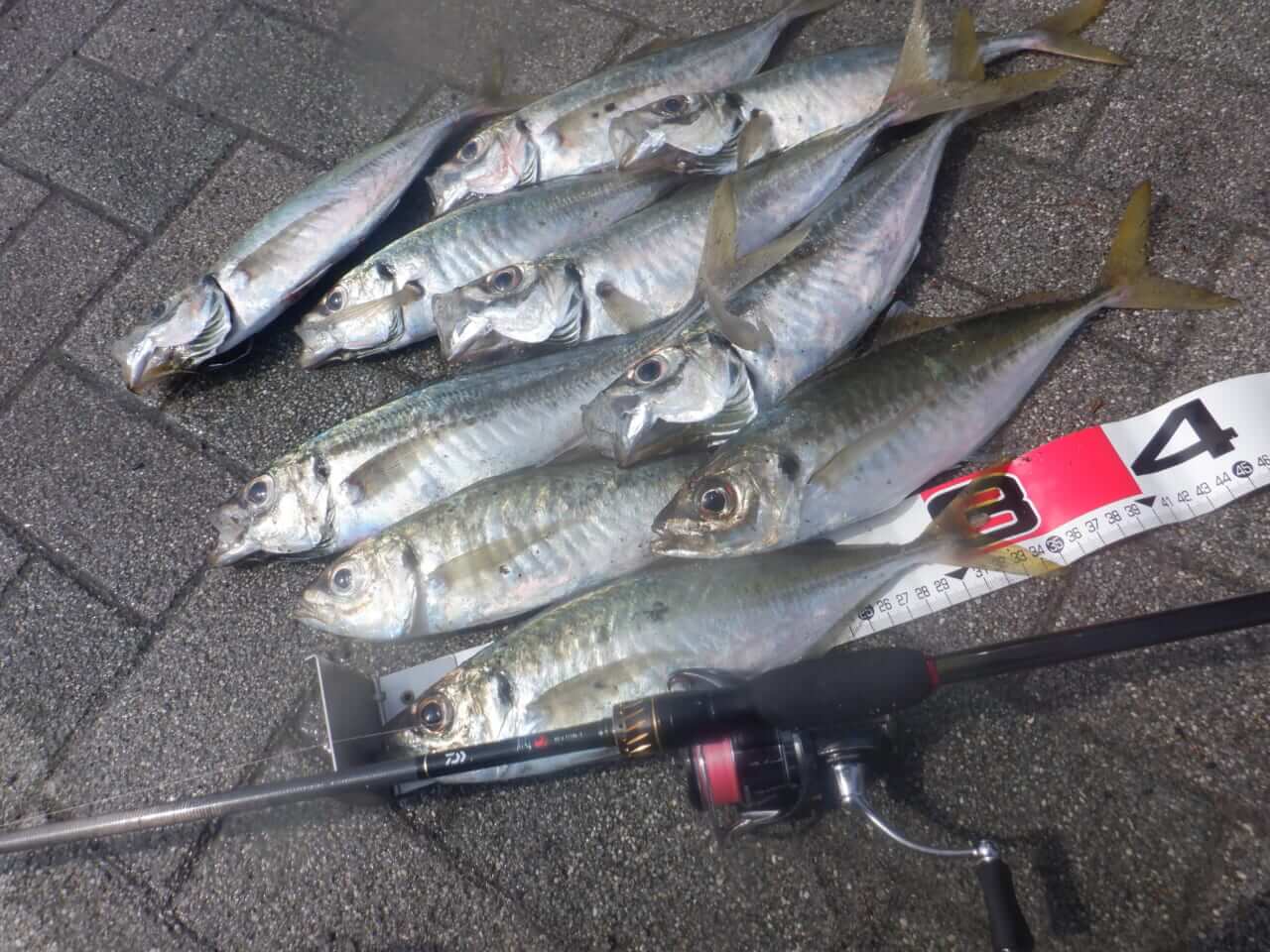 ｜アジは死滅回遊魚だった⁉アジングのプロが考える北海道のアジ事情【今日もいいチョーシ】