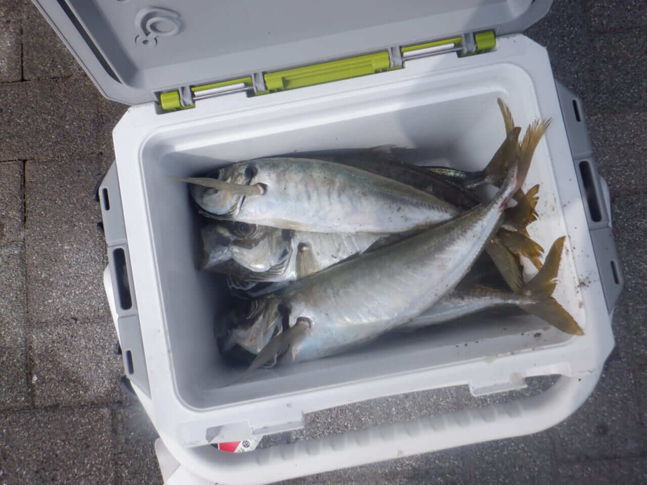 ｜アジは死滅回遊魚だった⁉アジングのプロが考える北海道のアジ事情【今日もいいチョーシ】