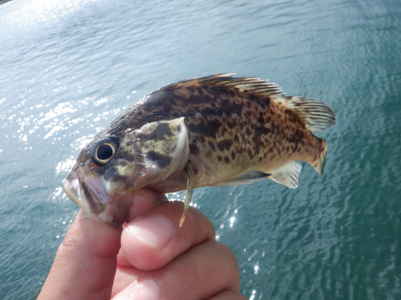 ｜アジは死滅回遊魚だった⁉アジングのプロが考える北海道のアジ事情【今日もいいチョーシ】
