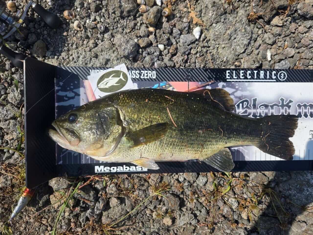 ｜【ビッグフィッシュ降臨!?】トップウォーター最強決定戦 第2回 TOP ONEに潜入取材!!