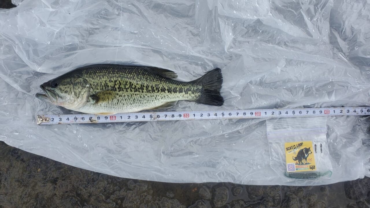 ｜【ビッグフィッシュ降臨!?】トップウォーター最強決定戦 第2回 TOP ONEに潜入取材!!