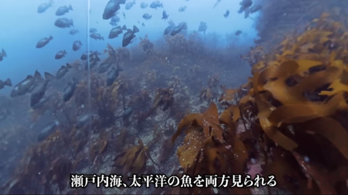 |「キタ!コレ!」“激流に浮かぶ無人島”で狙う『大型魚』を狙った結果…。「水中映像がすごすぎ」「映像美だわ」などの反響多数!