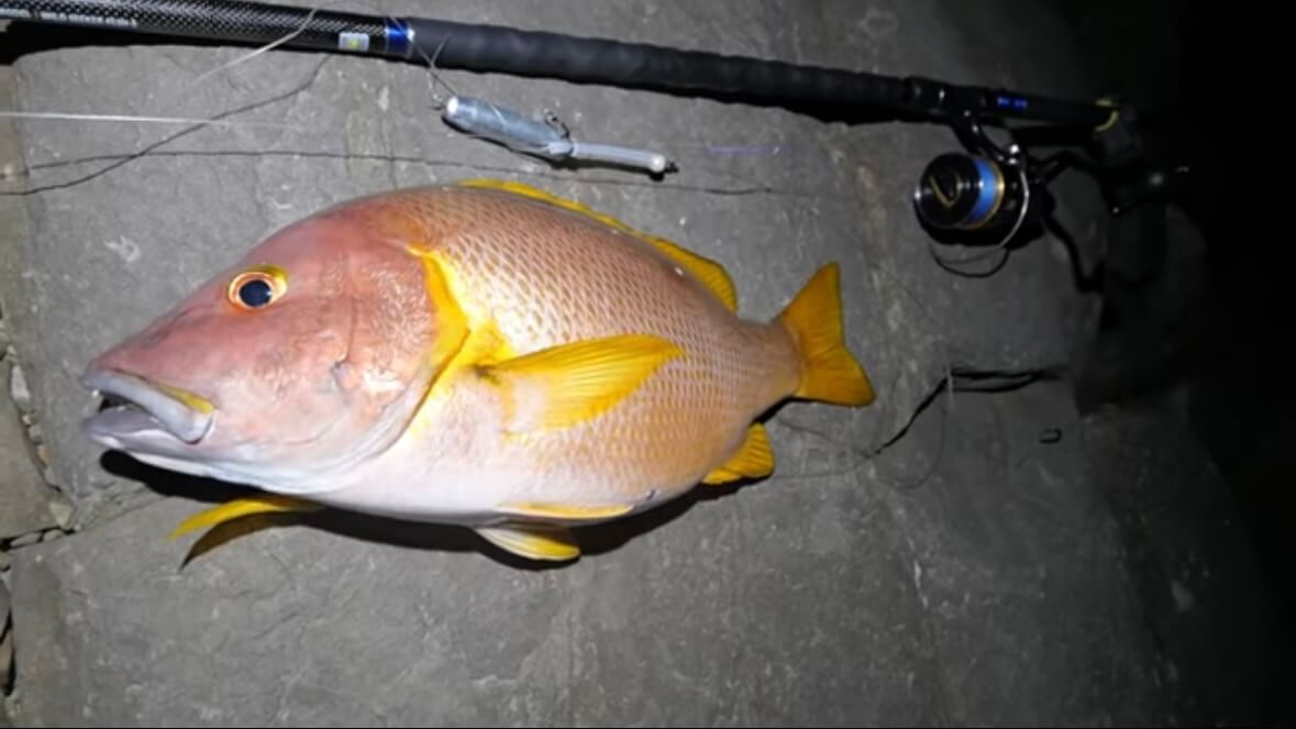 |「うわ、来た!ヤバい!」人の気配がない“秘境”で釣りをした結果。離島のポテンシャルがヤバすぎる。「この魚の巣になっているかもしれない…」