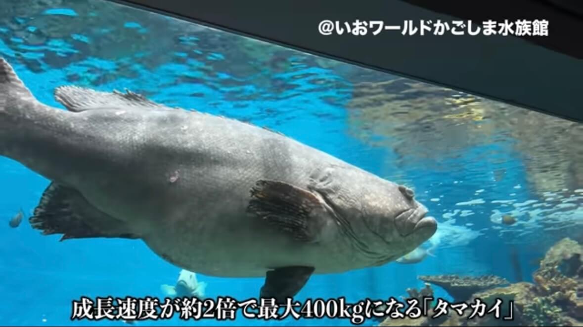｜「キタ！キタ！」「自然界には存在しないはずなのに…」事故で逃げ出した“人工怪魚”が潜む海。釣りあげるべく泊まり込みで狙ったら、まさかの結果に…。