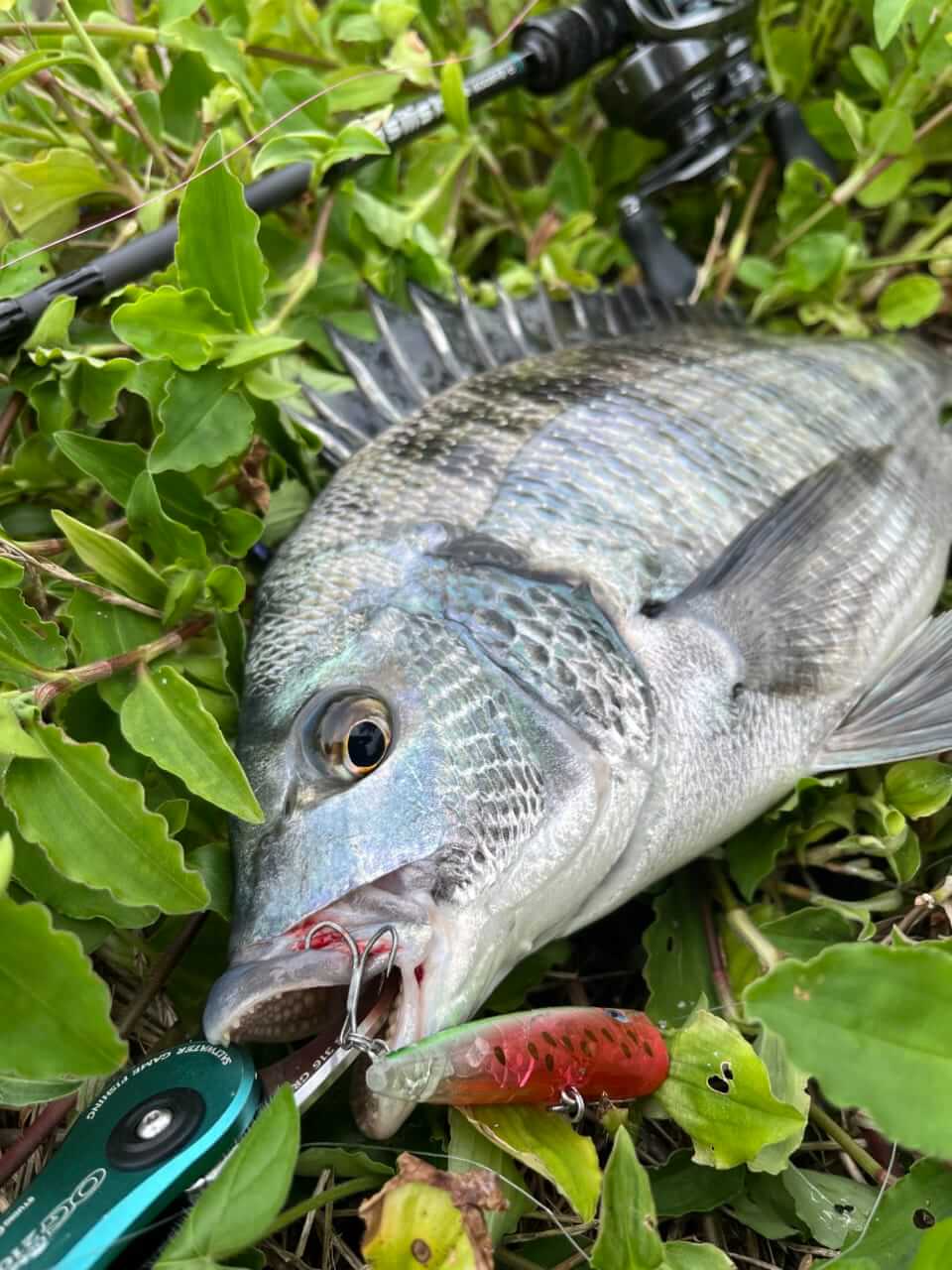 |出るか? 出ないか? その一瞬に賭ける! ヤミツキな釣り人も多数な「チヌトップ」の魅力とは?