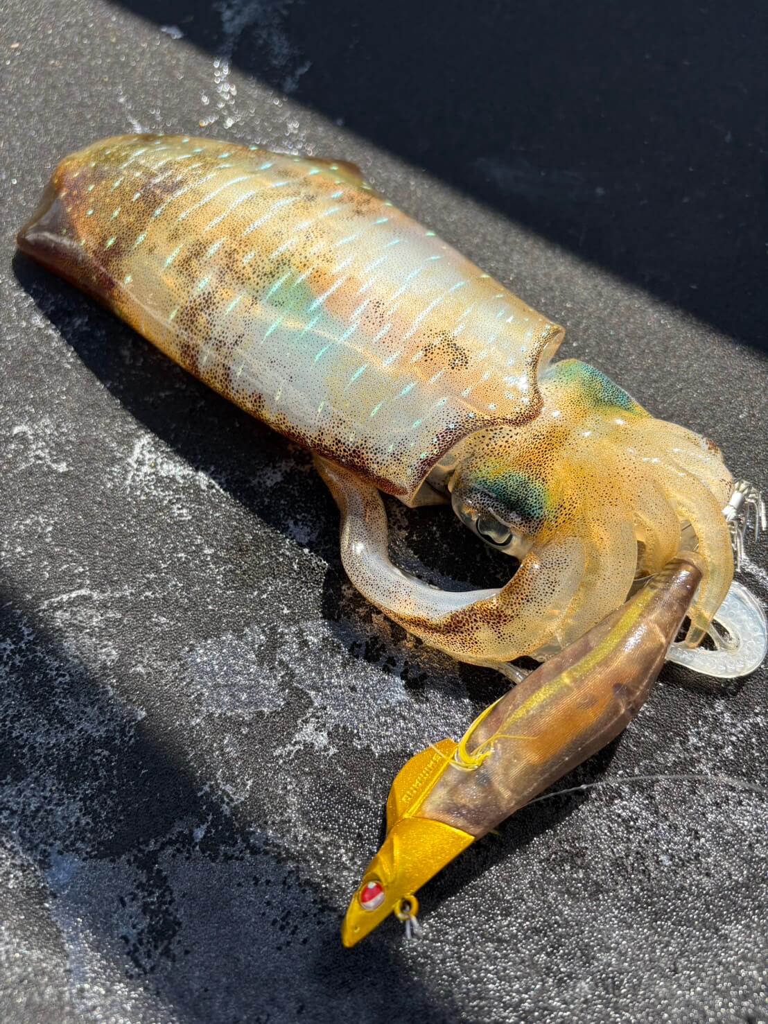 |「えっ…マジで? めっちゃ釣れる…」アオリイカがヤバい! 女性漁師が良型のイカをキャッチ!