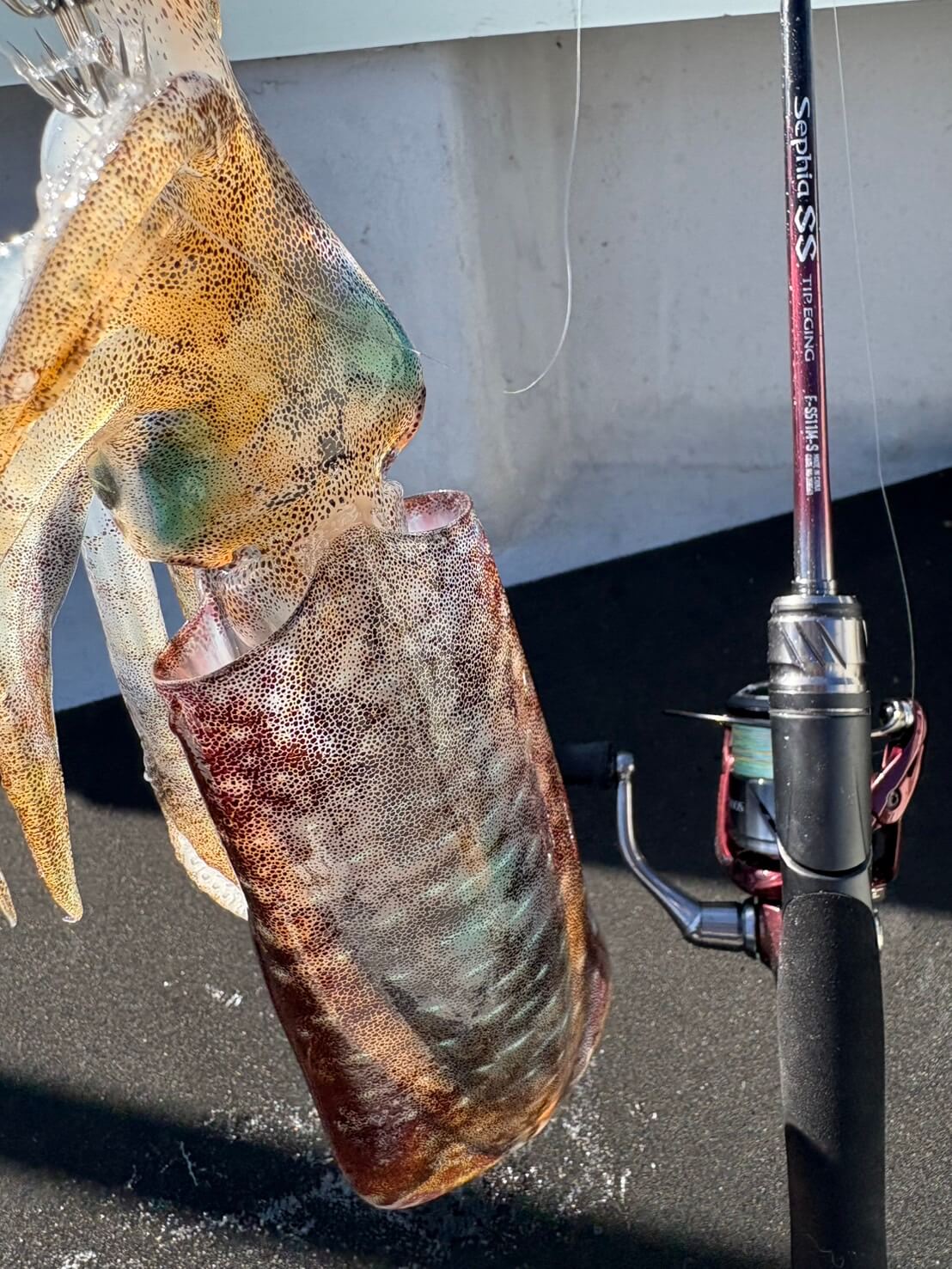 ｜「えっ…マジで？ めっちゃ釣れる…」アオリイカがヤバい！ 女性漁師が良型のイカをキャッチ！