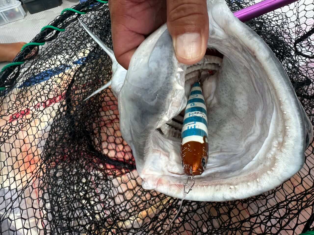 ｜「可愛すぎだろ」あのジェラピケとDAIWAがコラボ!? しかも“激カワルアー”が釣れすぎてる件…。