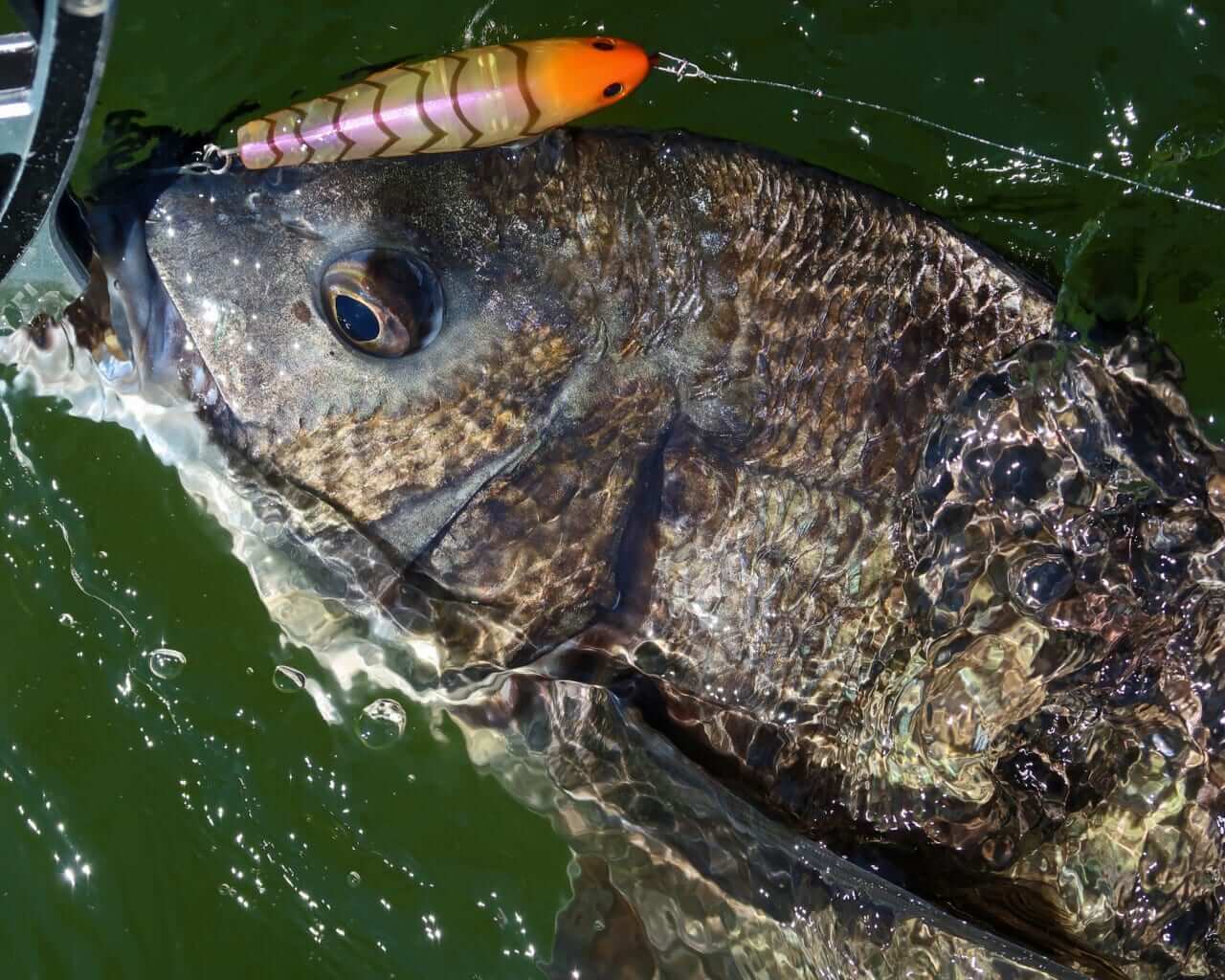 |【もりぞーのチニング全国行脚】界隈をざわつかせる新商品続々!「DAIWAの本気を感じさせるアイテムに期待!」