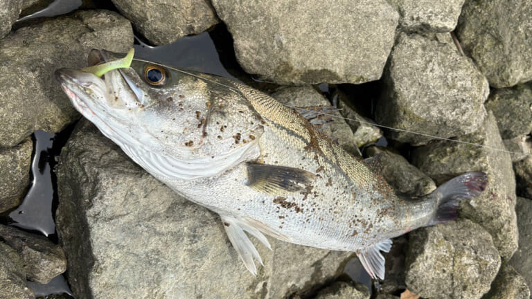 驚異の食わせ能力。釣れた魚の半分以上が“丸呑み”。新ジャンルのシーバスルアーの実釣性能とは？