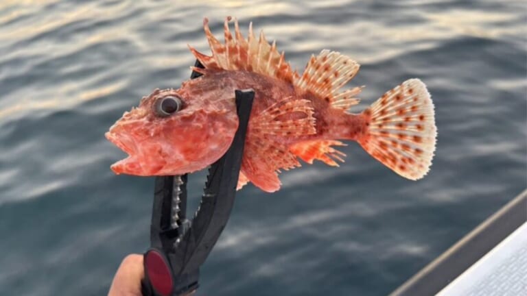 「“毒魚”対策」「大手メーカーだから安心だね」釣った魚をがっちりホールドして逃さない。釣り必携のアイテムがDAIWAから登場。
