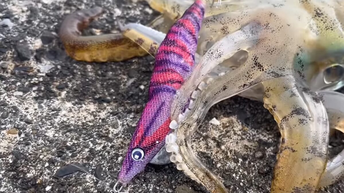 ｜スレイカ狙いならこのエギでしょ！ お腹の“鳥毛”がエビの脚を再現。シビアな状況で投げたい1本に。