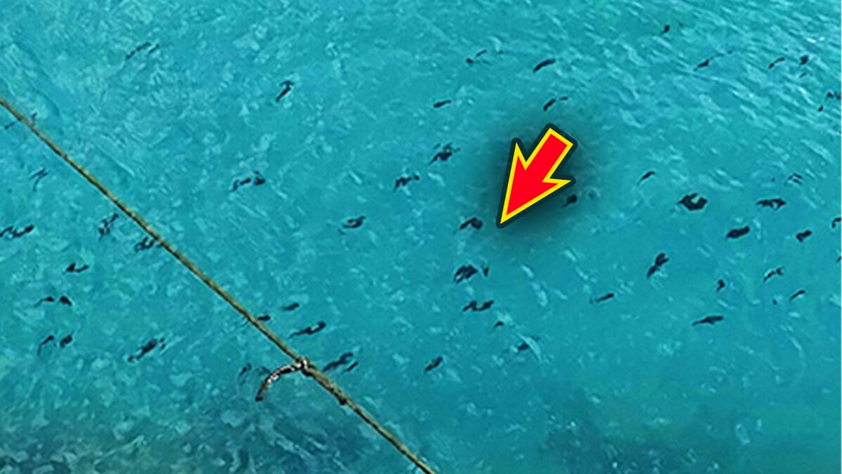 |「単純な方法です」誰もが釣りたい秋イカを攻略する方法とは…。実績のエギも公開!