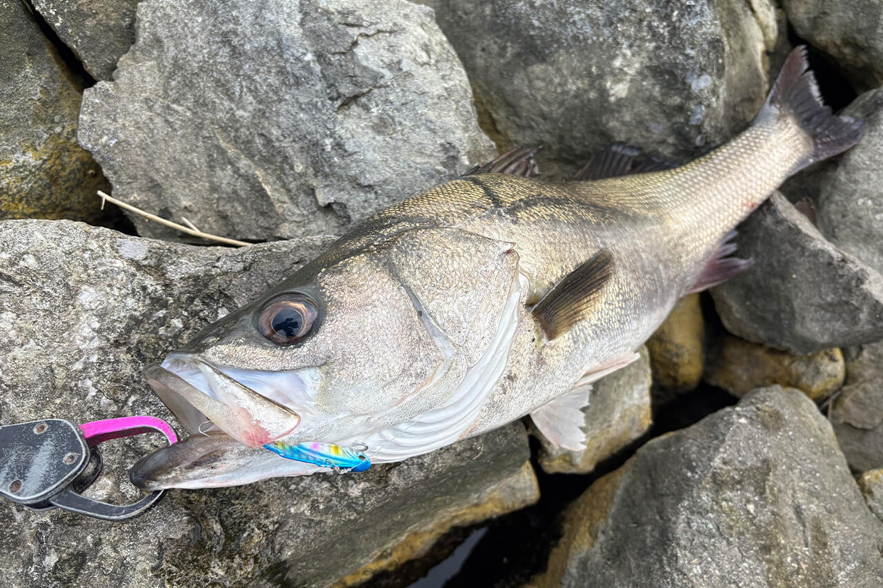 |「全身全霊でオススメです」デイゲームもナイトゲームも。この2つのルアーを使い分けてみてください。