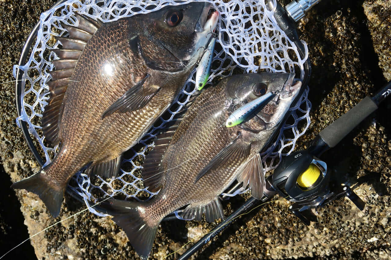 |【もりぞーのチニング全国行脚】界隈をざわつかせる新商品続々!「DAIWAの本気を感じさせるアイテムに期待!」