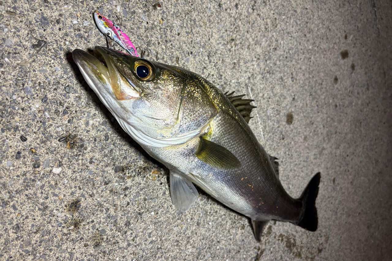 |コスパ良しの必殺ルアー!秋の東京湾攻略の奥の手投入でシーバスゲット!【週刊!東京湾シーバス情報】