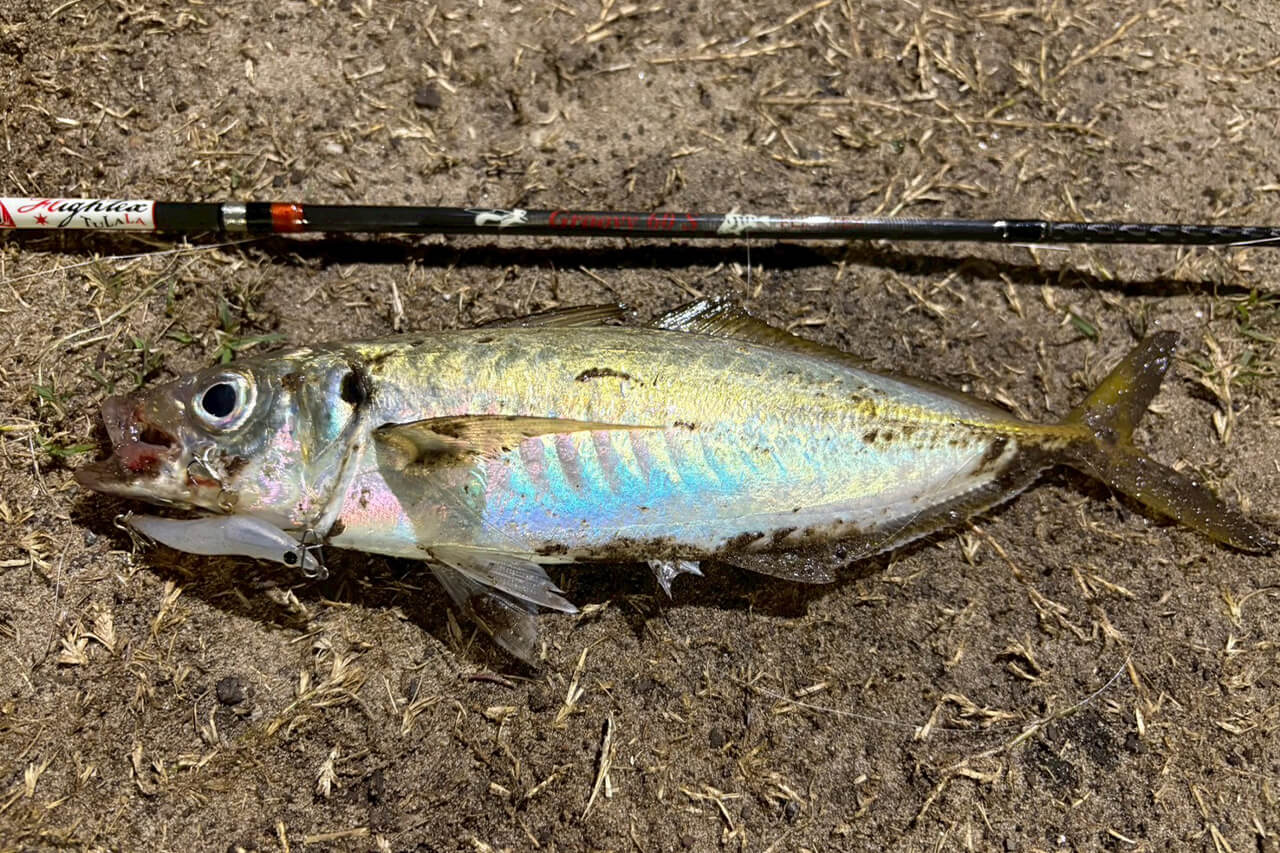 |オーストラリアでアジの呼び方って知ってる? シドニーでアジングをしてみた結果…。