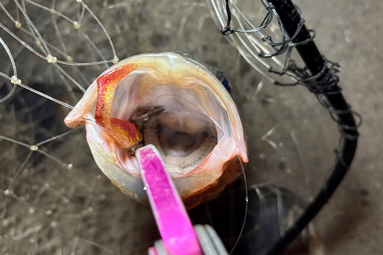 |驚異の食わせ能力。釣れた魚の半分以上が“丸呑み”。新ジャンルのシーバスルアーの実釣性能とは?