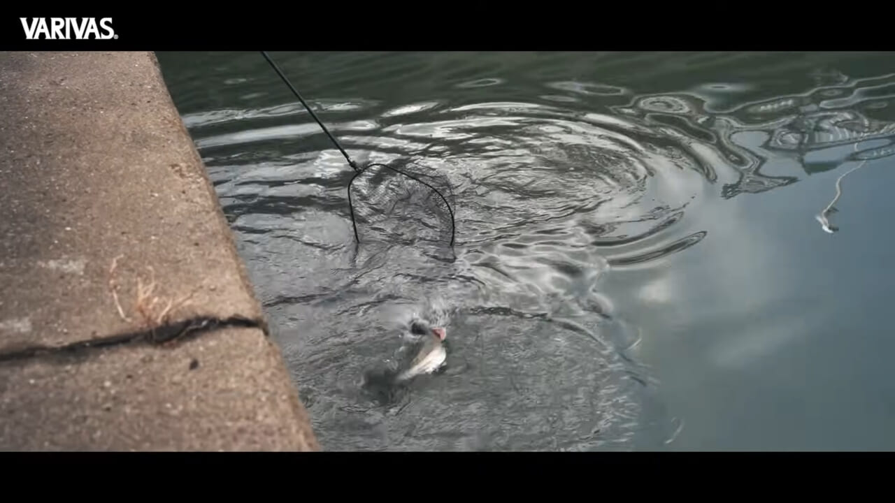 |極寒デイゲーム!マイクロベイトをヒントにビッグベイトゲームを成立させる読み、道具、テクニック