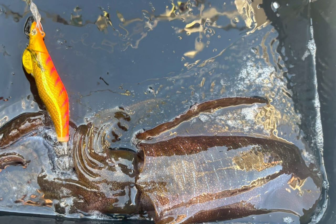 ｜「ドキドキ感がクセになる…」遊漁船で中乗りとして活躍する清水彩香が、ティップエギングの魅力を解説！