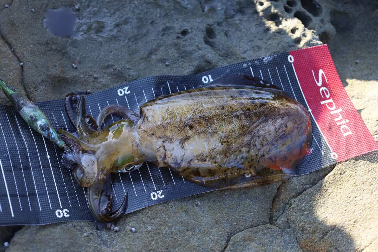 ｜【禁断企画】プロアングラーと一般アングラーがエギング対決！ 湯川マサタカの『セフィアチャレンジ・宮城編】