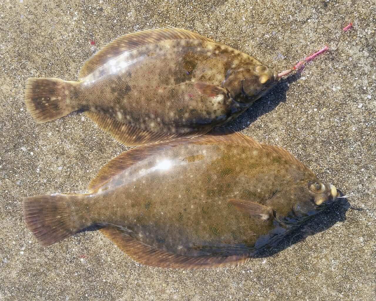 |【ジャンボフェリーで楽々!島釣行】秋の小豆島で釣りを楽しもう。癒しのターゲット達が沢山!