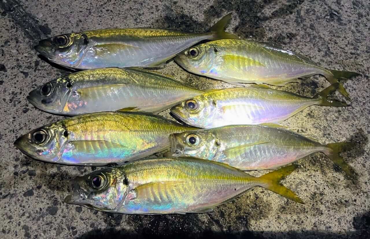|【ジャンボフェリーで楽々!島釣行】秋の小豆島で釣りを楽しもう。癒しのターゲット達が沢山!