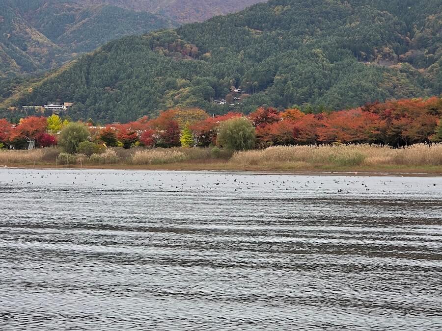 |渡り鳥が大量に飛来!「水草が食べられて減っちゃうんですよ」そんななか猛威を振るうルアーがコチラ!プロガイドが教える激押しカラーも。